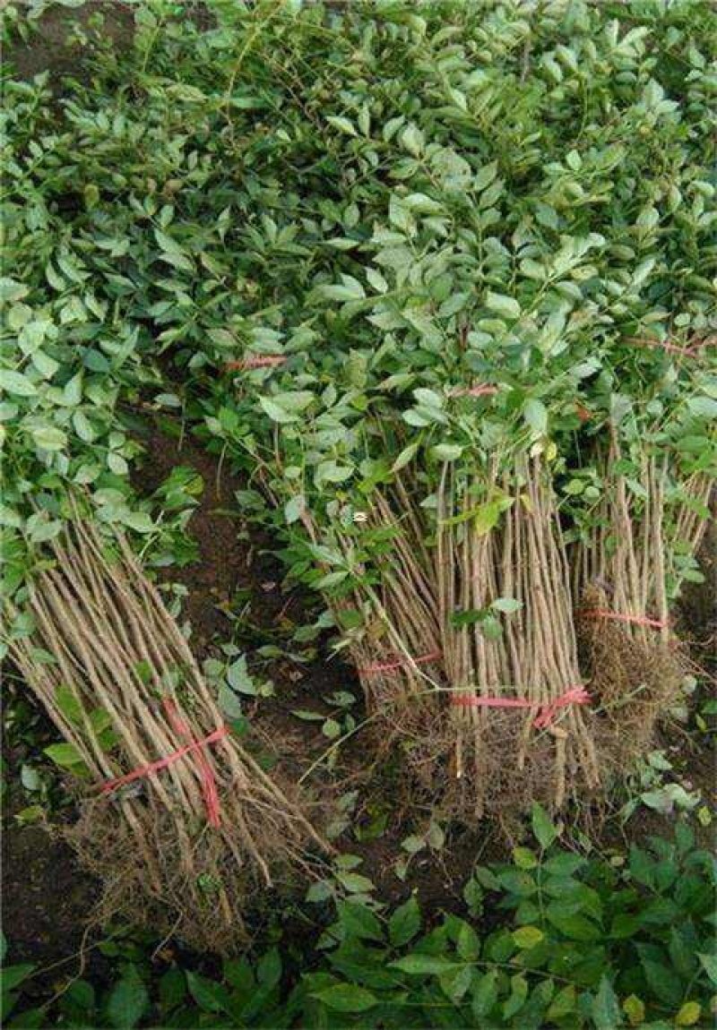大红袍花椒苗颜色艳丽口感好产量高基地直供保证纯