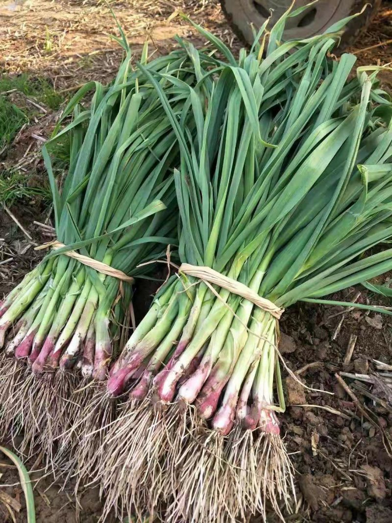 优质红根蒜苗