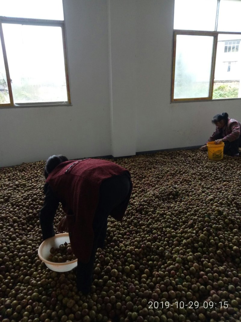 优质山茶仔