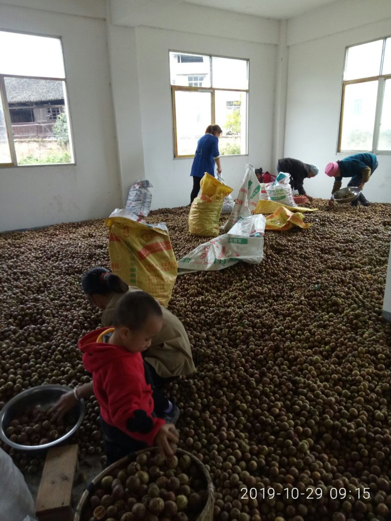 优质山茶仔