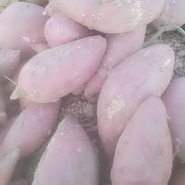 山地西瓜红，龙九