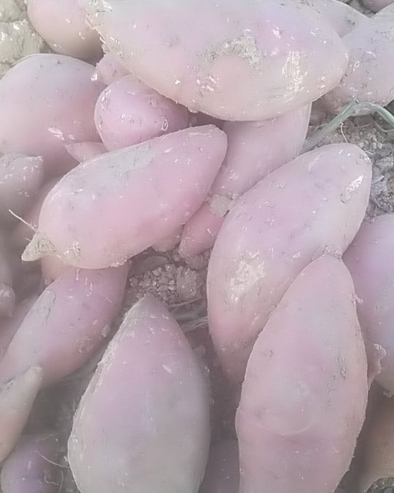 山地西瓜红，龙九
