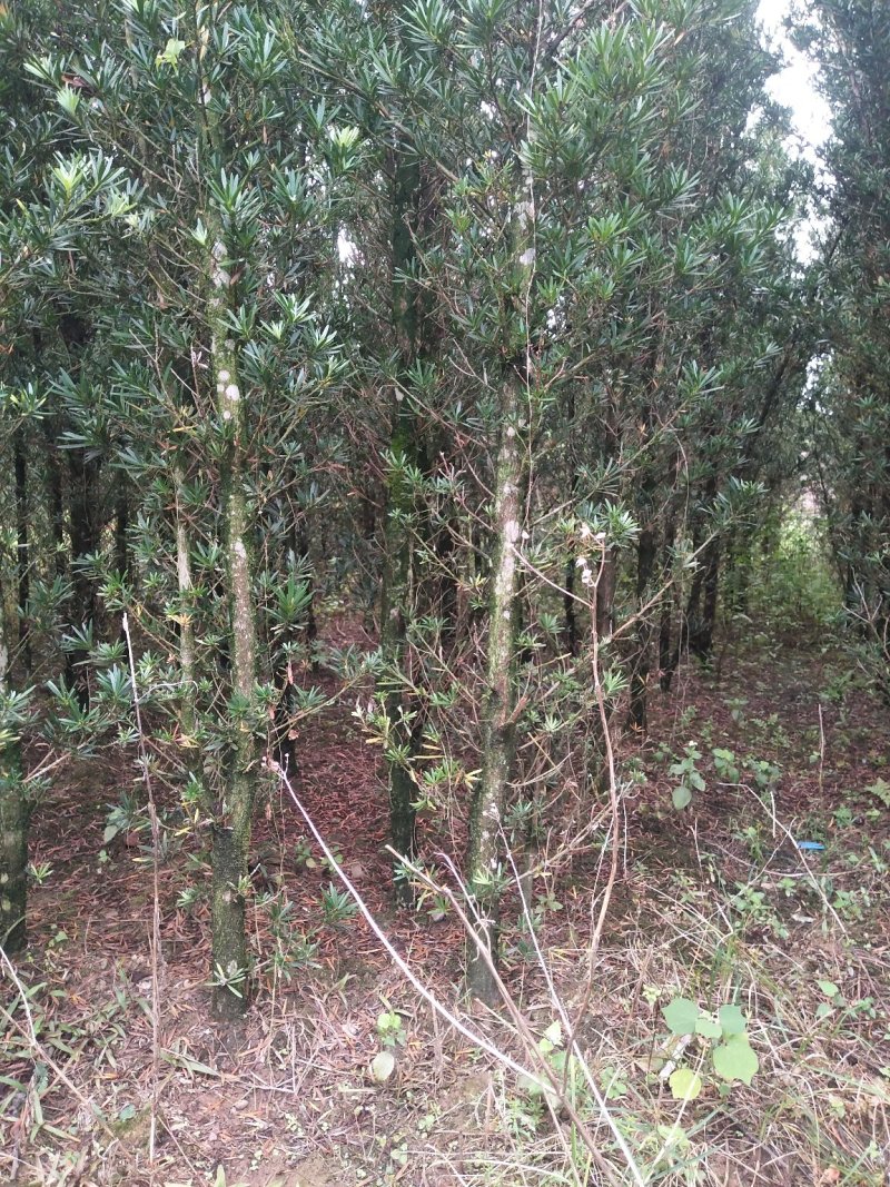 1米高至3-15公分罗汉松，造型跟植生苗都有货。