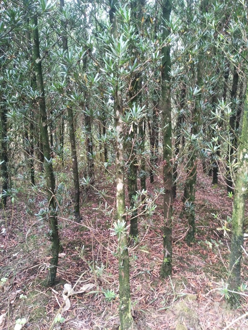 1米高至3-15公分罗汉松，造型跟植生苗都有货。