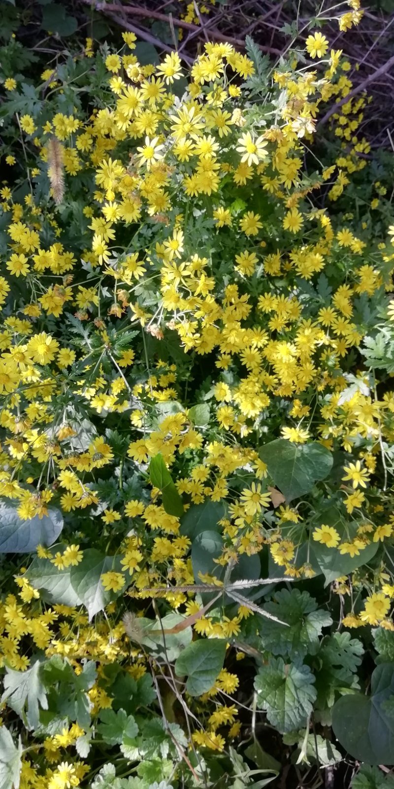 野菊花，鲜野菊花