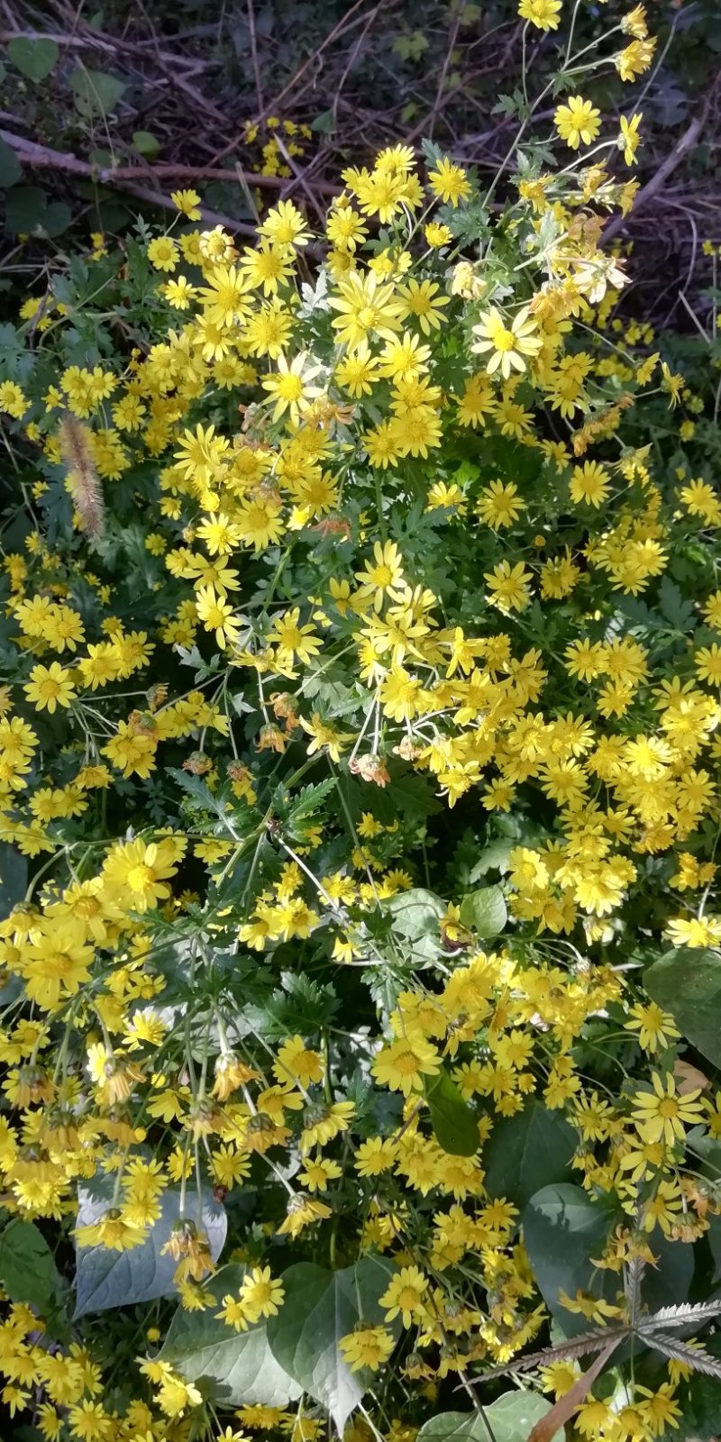 野菊花，鲜野菊花