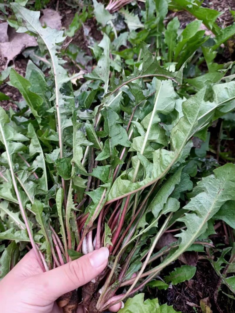 蒲公英鲜菜，婆婆丁鲜菜