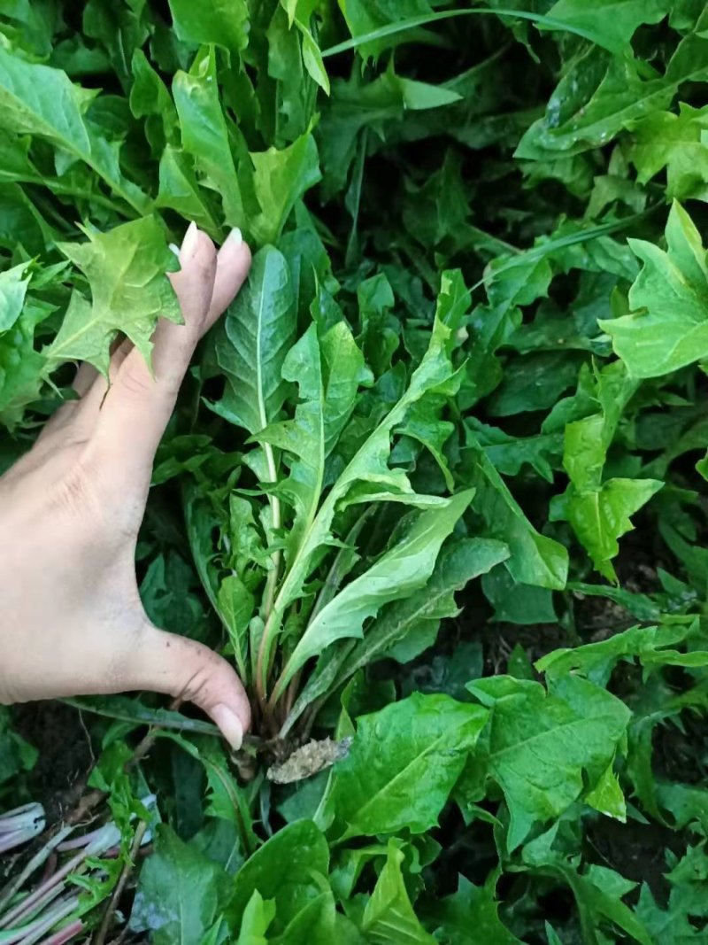 蒲公英鲜菜，婆婆丁鲜菜