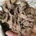 巴戟天无硫无添加不抽芯泡酒煲汤一公斤起