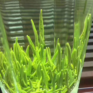 竹叶青，生活有追求，饮茶有讲究。