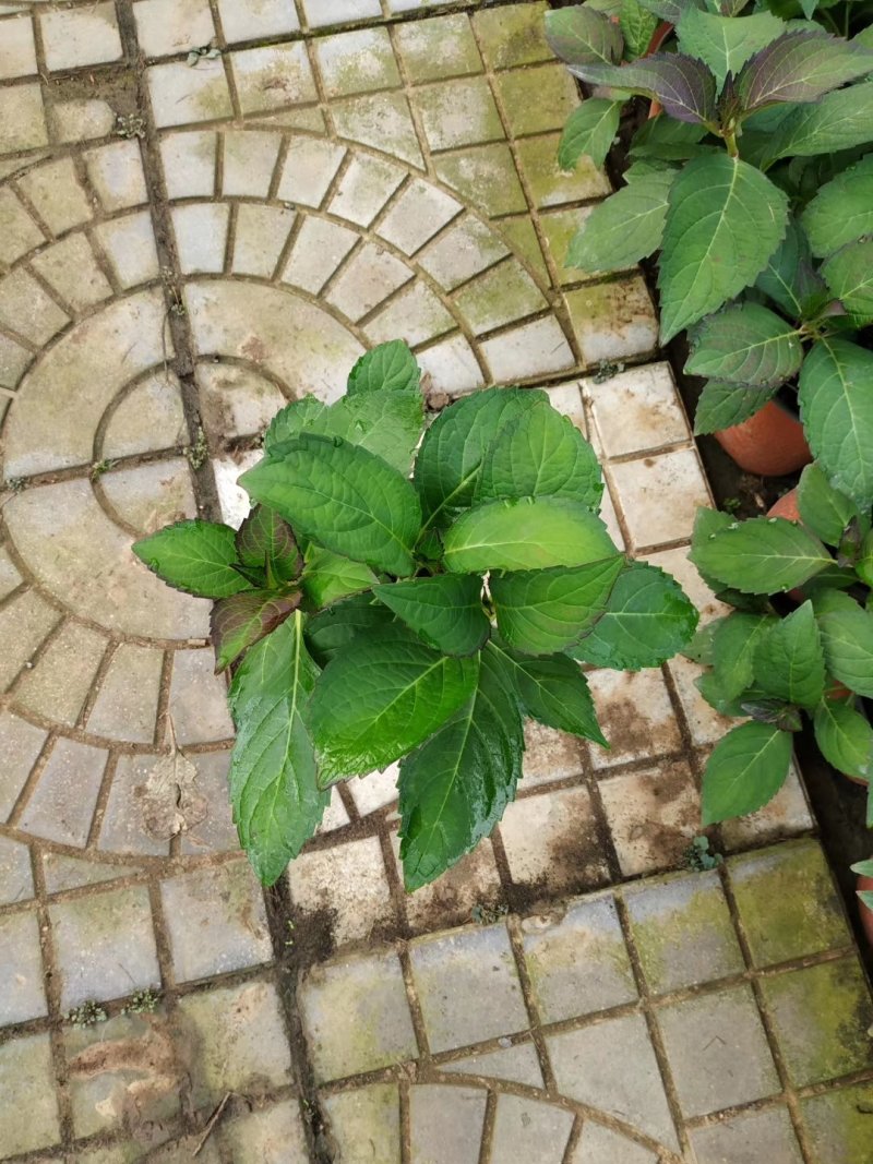 绣球绿化绣球花卉植物八仙花基地直发