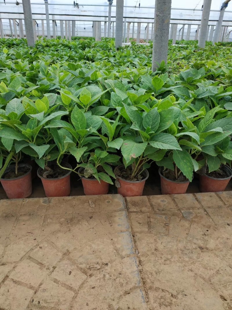 绣球绿化绣球花卉植物八仙花基地直发