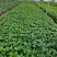 绣球绿化绣球花卉植物八仙花基地直发