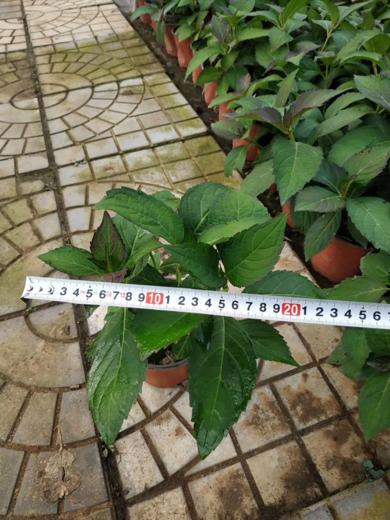 绣球绿化绣球花卉植物八仙花基地直发