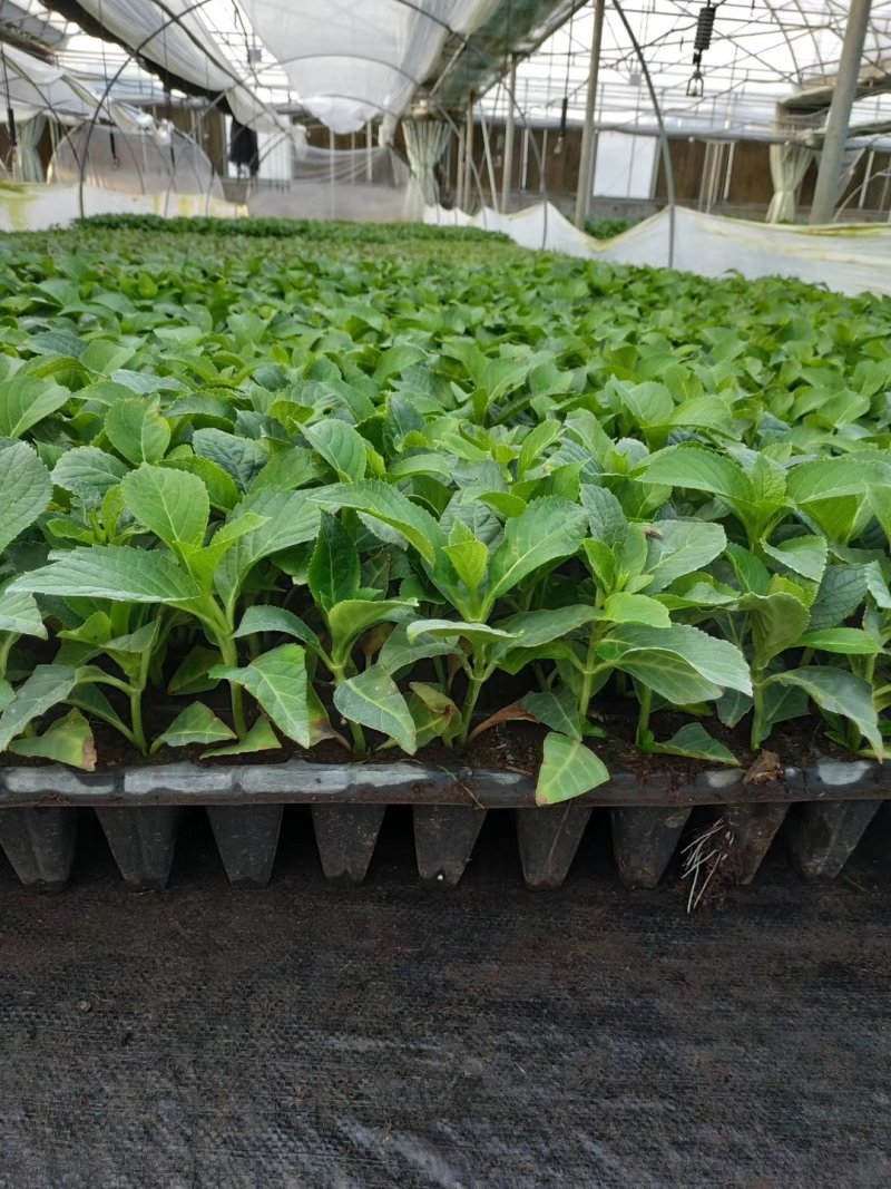 绣球绿化绣球花卉植物八仙花基地直发