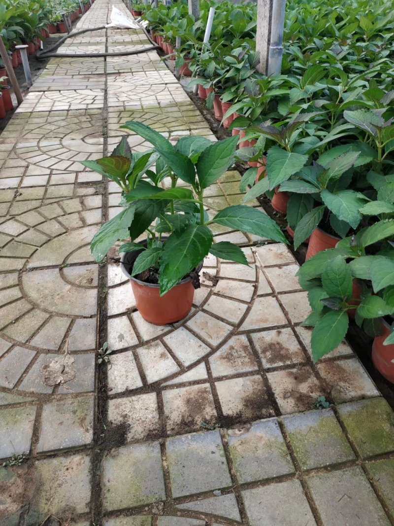 绣球绿化绣球花卉植物八仙花基地直发