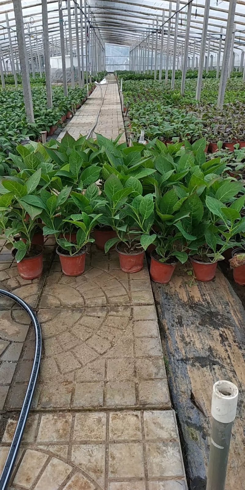 绣球绿化绣球花卉植物八仙花基地直发