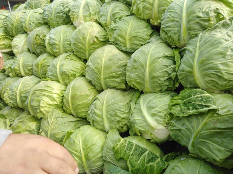 大头菜