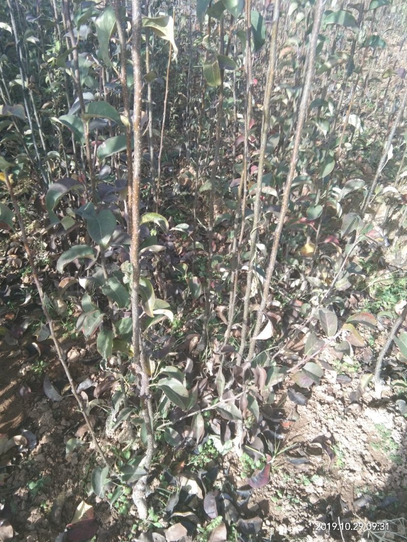 梨树苗。保证纯度，成活率高。农户直供一手货源。货源充足。