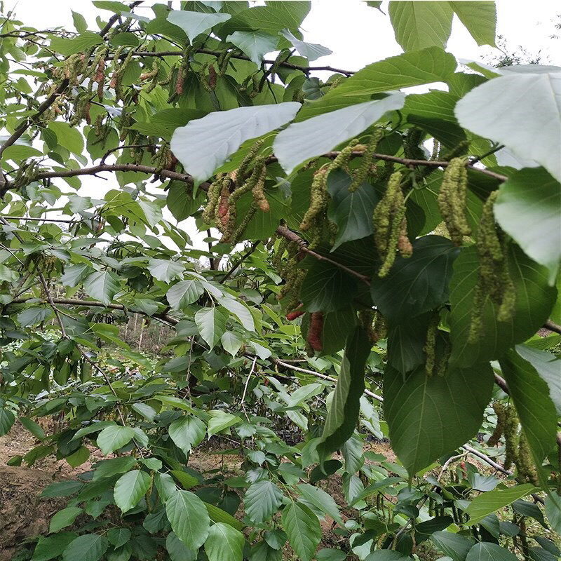 【聚便宜】桑葚苗台湾长果桑苗桑树苗果树苗