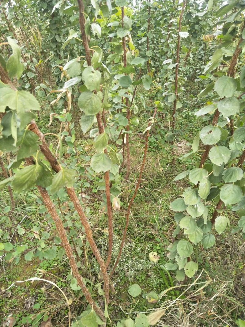 杏树苗，农户直供保证纯度，成活率高，货源充足价格