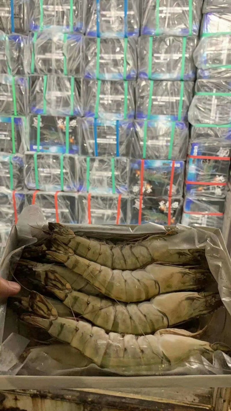 纯正野生越南黑虎虾产地直销常年供货量