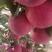 正宗洛川红富士苹果-量大从优-价格优惠-产地直供