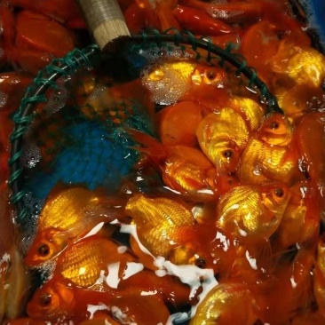 观赏鱼锦鲤冷水鱼鎏金金鱼渔场