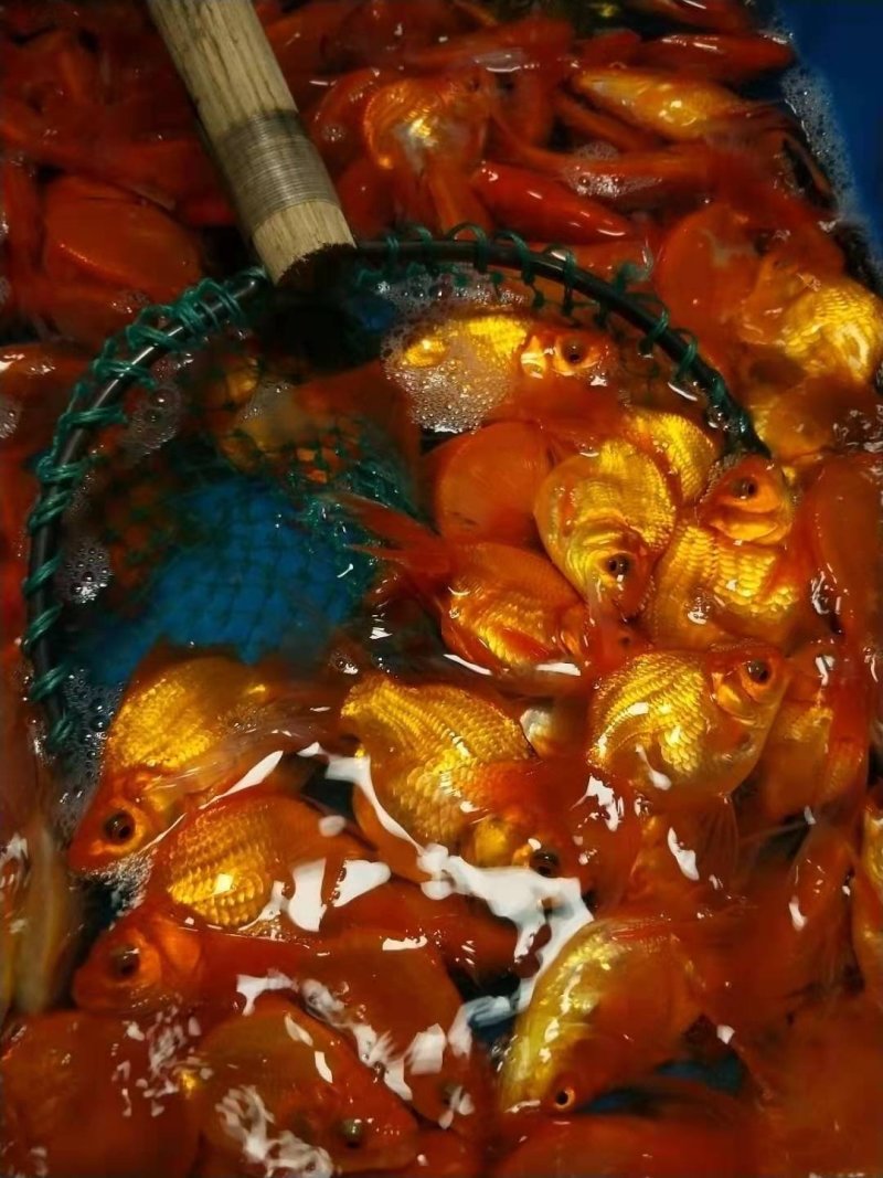 观赏鱼锦鲤冷水鱼鎏金金鱼渔场