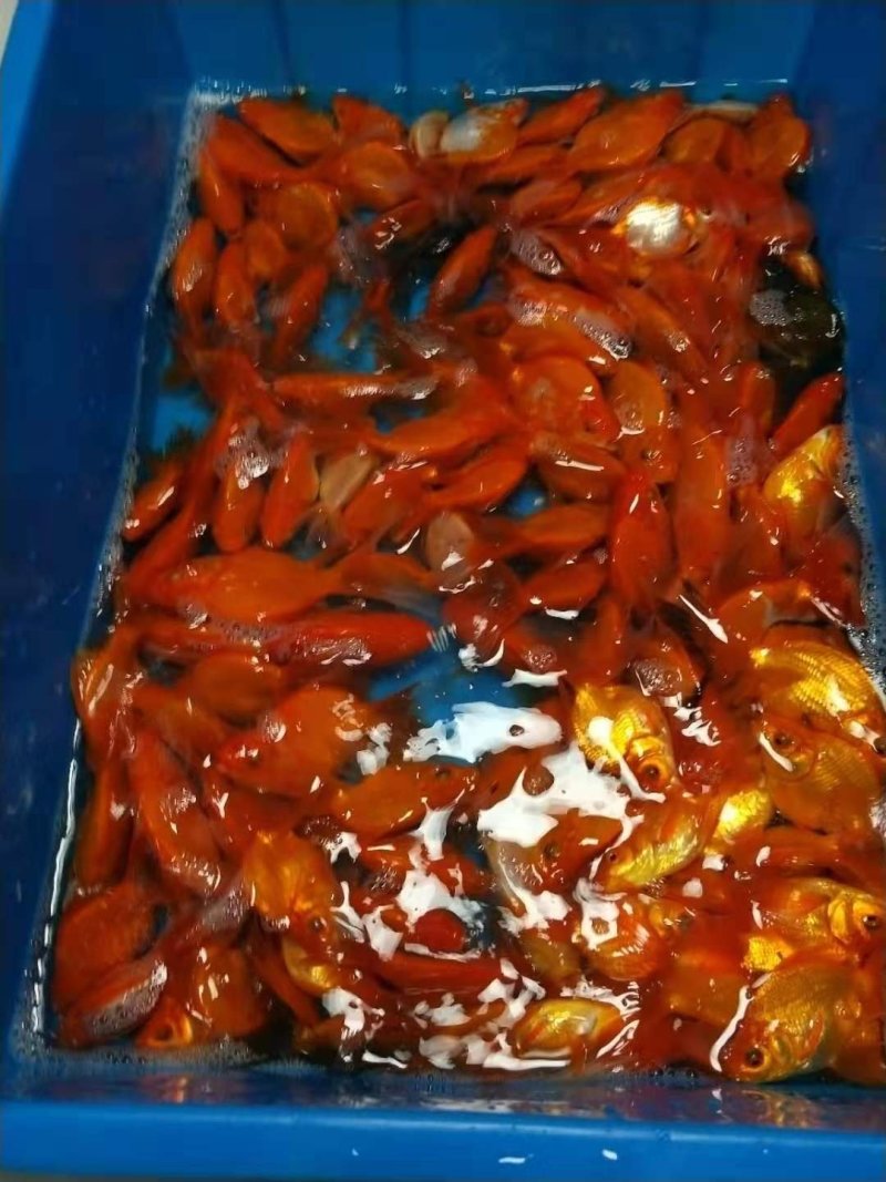 观赏鱼锦鲤冷水鱼鎏金金鱼渔场