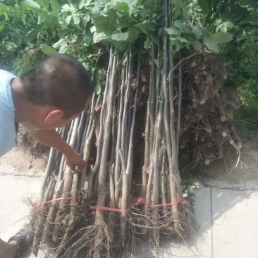 核桃苗。绿化苗木苗农户直供一手货源,保证纯度。成活率
