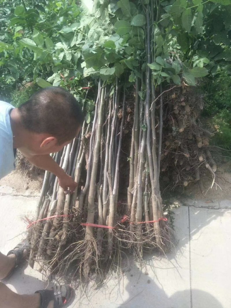核桃苗。绿化苗木苗农户直供一手货源，保证纯度。成活率