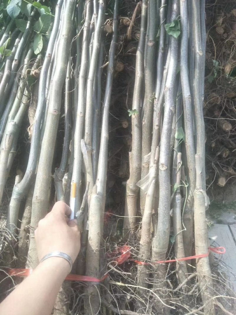 核桃苗。绿化苗木苗农户直供一手货源，保证纯度。成活率