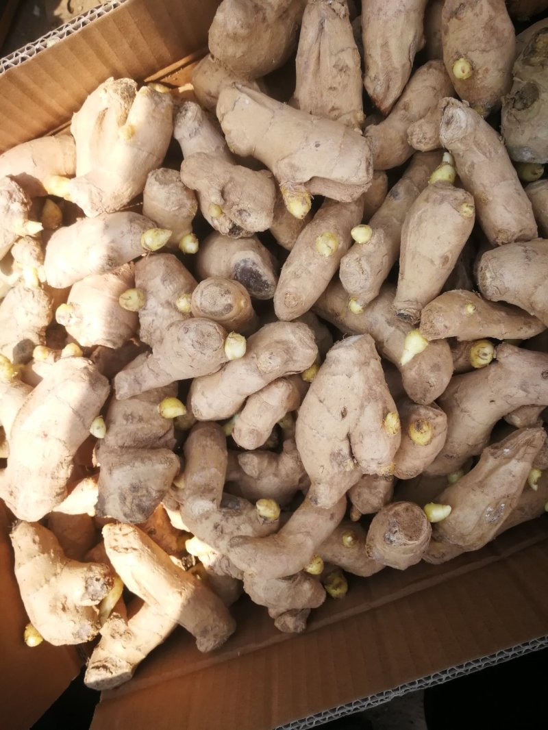 姜种山农一号姜种批发产地
