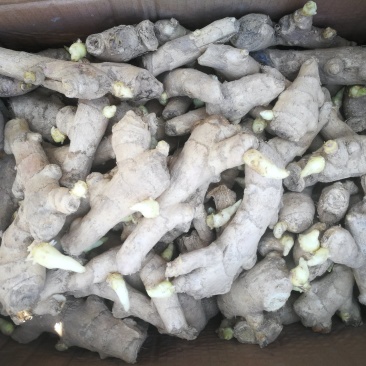 姜种山农一号姜种批发产地