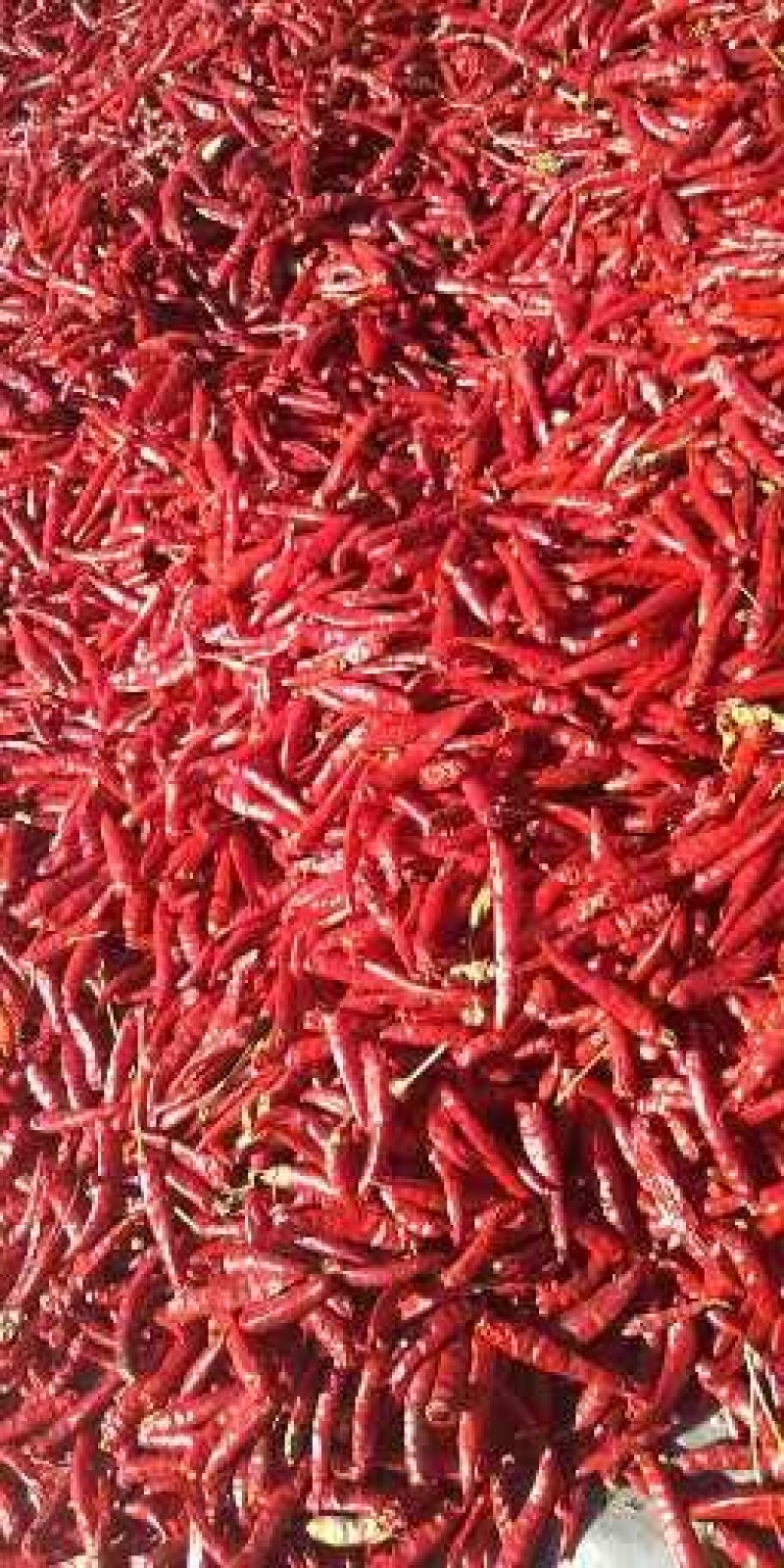 朝天椒