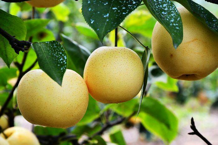 黄金梨果园标准化管理场景