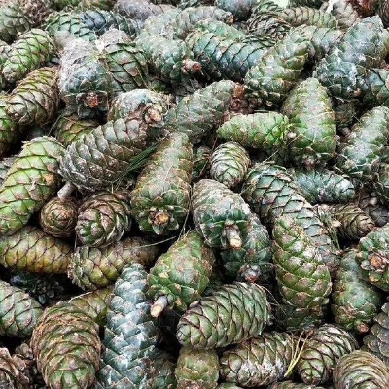 收获的季节金色传说干货多多欢迎联系谢谢！