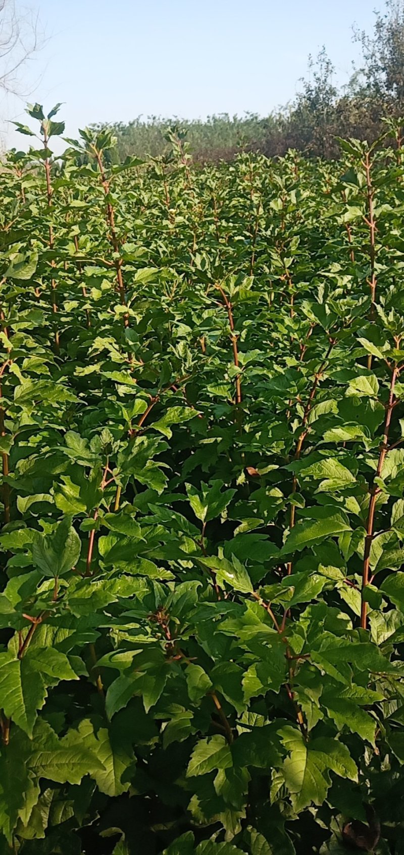 天目琼花高度1.2米