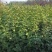 天目琼花高度1.2米