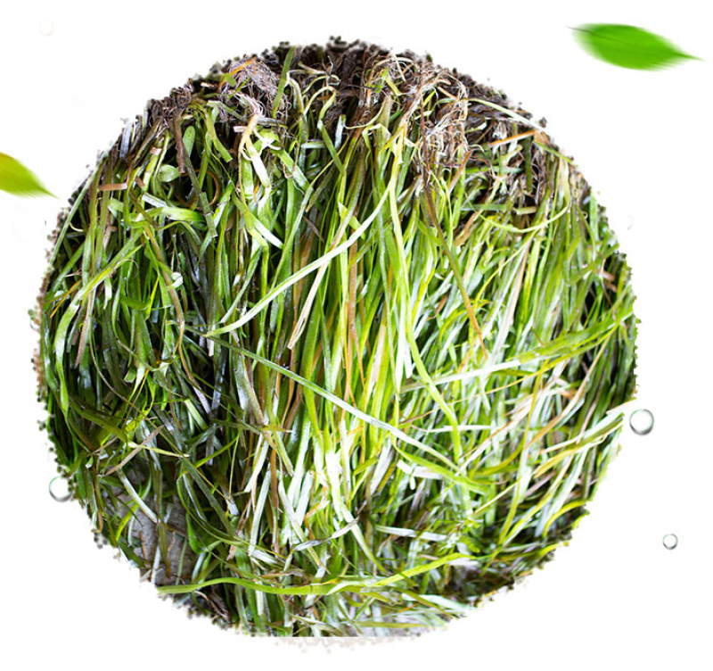 长苦草河道治理净化水质虾蟹鱼塘深水长苦草