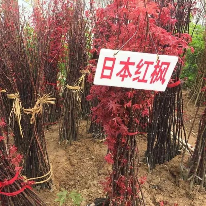 红枫苗50到80精品红枫苗品种多规格齐全