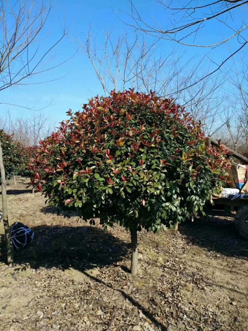 石楠精品树各种大小规格齐全，欢迎新老客户订购，