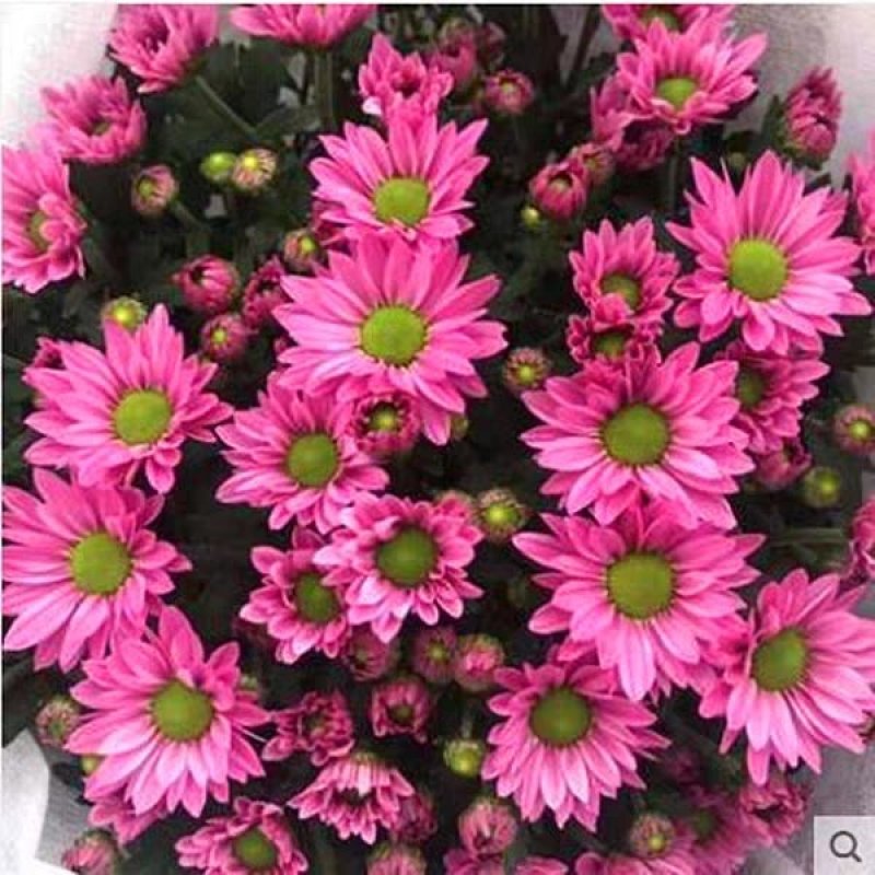 菊花（红，粉，黄，白，绿，紫）盆栽苗盆栽地栽品种齐全