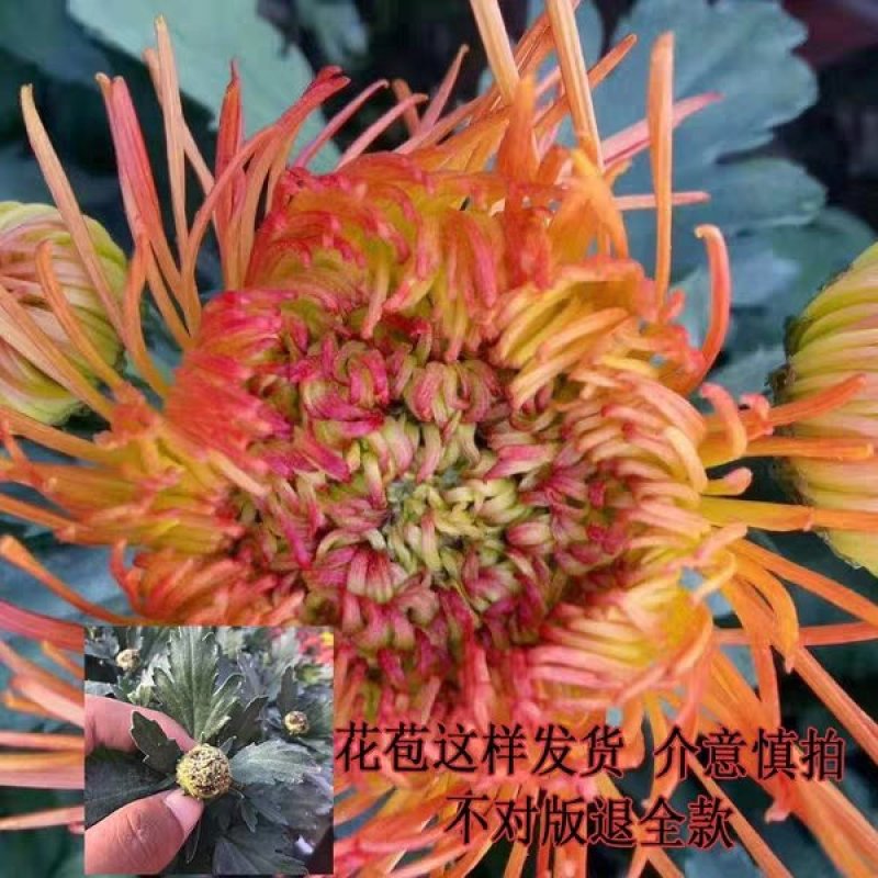 菊花（红，粉，黄，白，绿，紫）盆栽苗盆栽地栽品种齐全