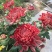菊花(红,粉,黄,白,绿,紫)盆栽苗盆栽地栽品种齐全