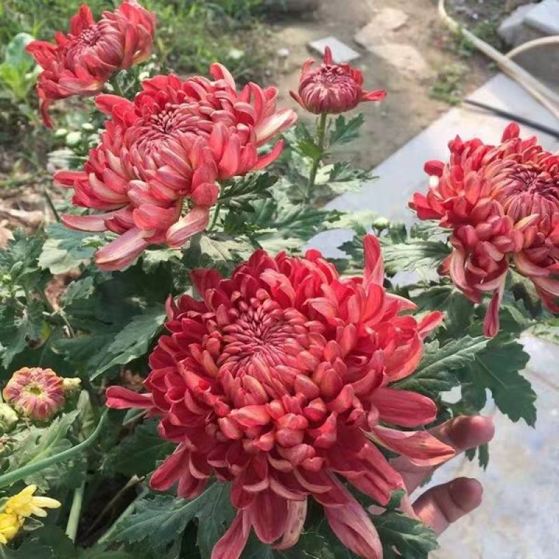 菊花（红，粉，黄，白，绿，紫）盆栽苗盆栽地栽品种齐全