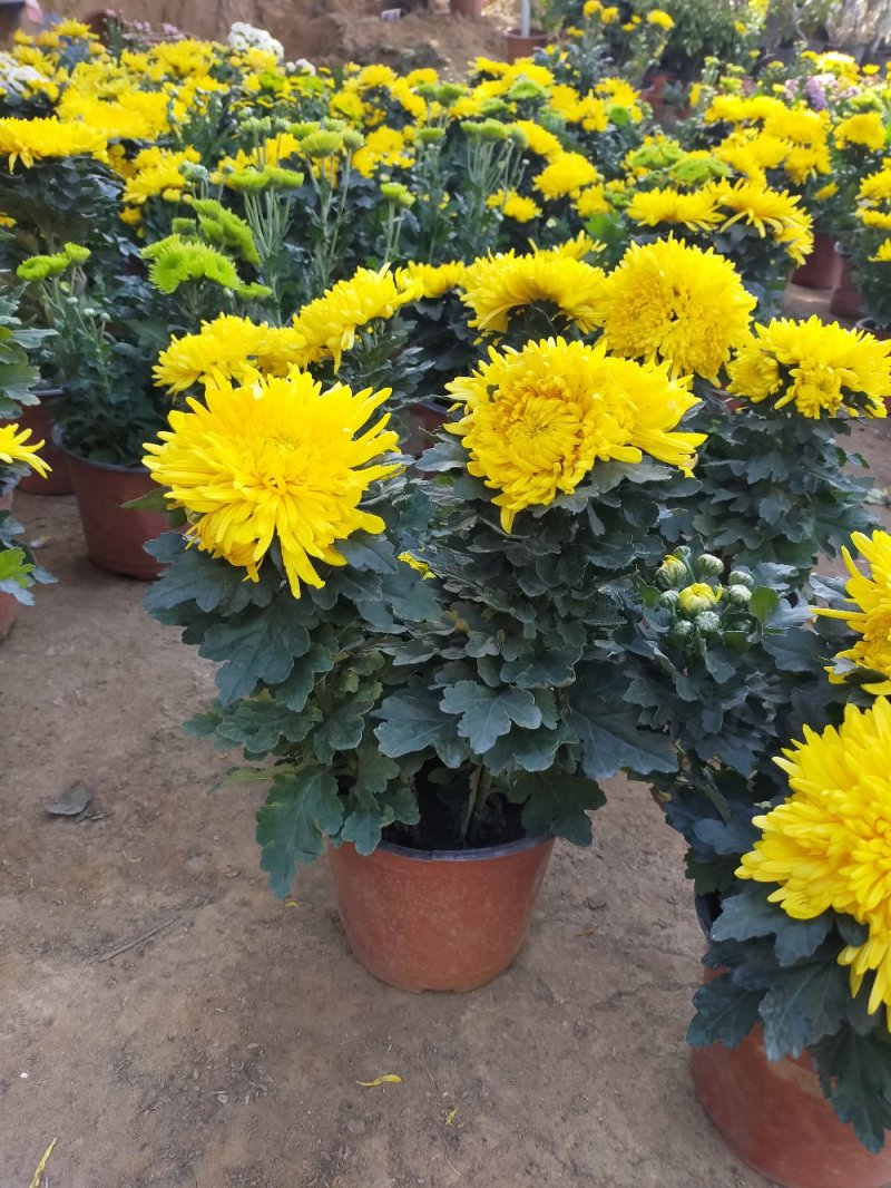 菊花（红，粉，黄，白，绿，紫）盆栽苗盆栽地栽品种齐全