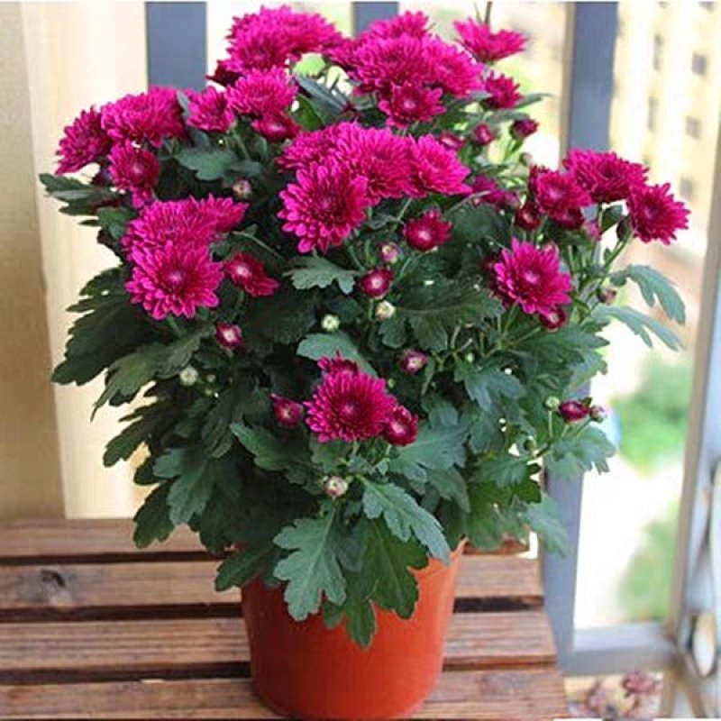 菊花（红，粉，黄，白，绿，紫）盆栽苗盆栽地栽品种齐全