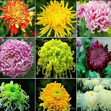 菊花(红,粉,黄,白,绿,紫)盆栽苗盆栽地栽品种齐全